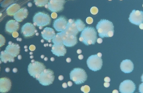 Microbiología y Micología