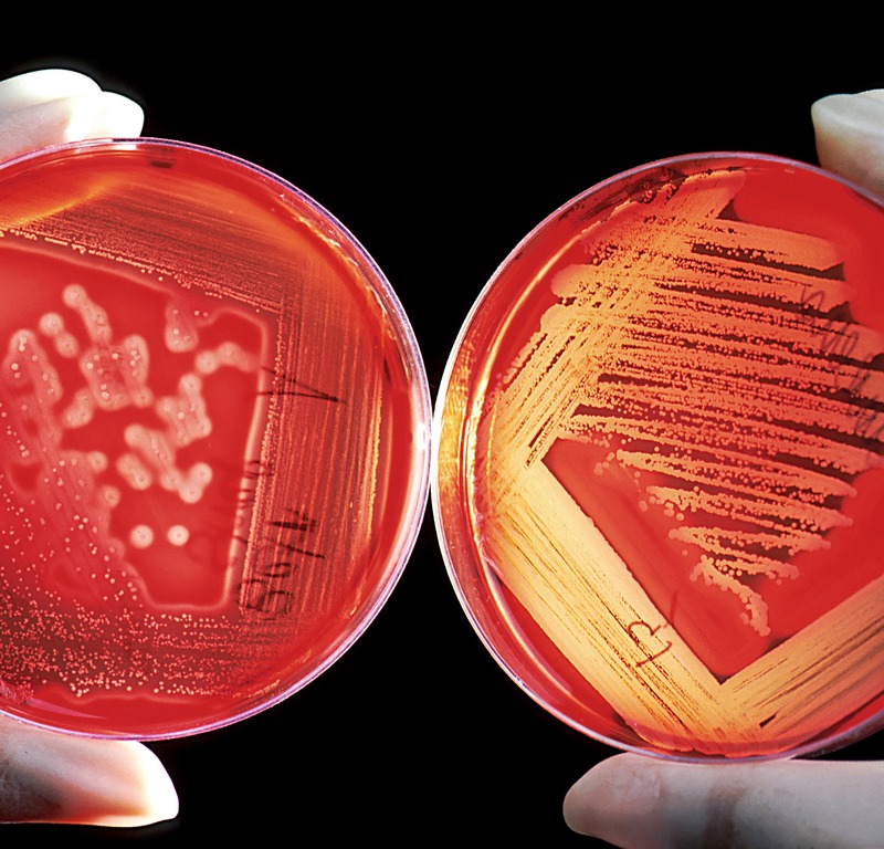 Microbiología Labtec